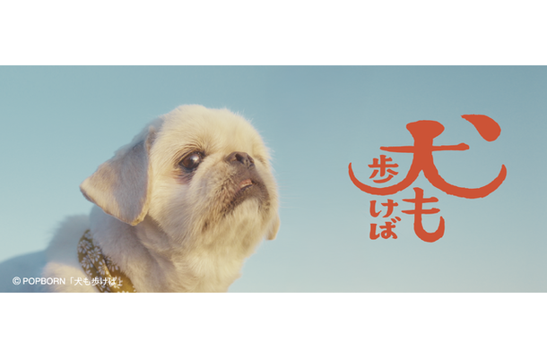 『犬も歩けば』