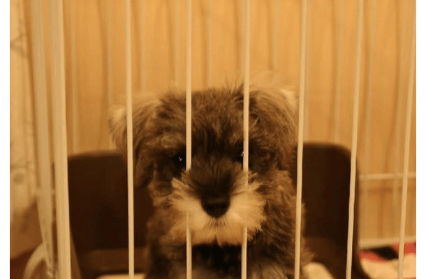 初めて飼った愛犬……白黒だった子犬が1年後→まさかの姿に「珍しいね！」