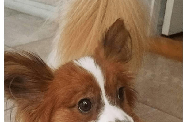 トイレから聞こえる謎の音 恐る恐る覗き込むと⇒愛犬の”衝撃の姿”に「おもちゃじゃないから!」