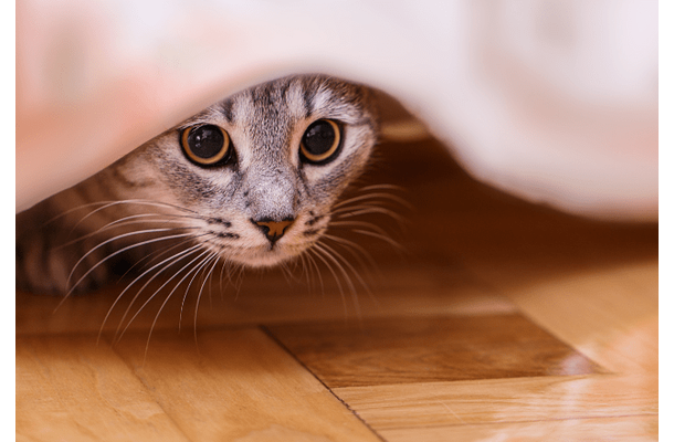 帰宅したら愛猫が消えた!?家中で名前を呼び、絶望した瞬間に⇒思わぬ場所から現れ「ここか」