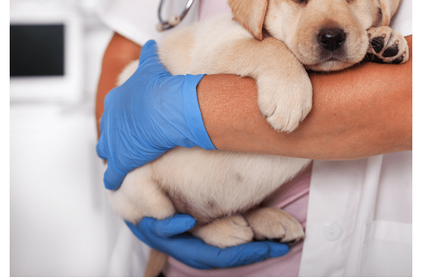 病院で…診察台に乗らない犬。すると「あらら…？」まさかの状態の姿に「乗るんかーい！」