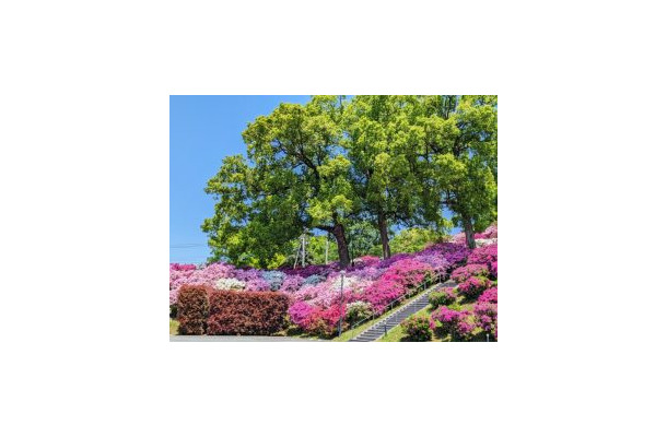 【画像ギャラリー】穀雨のころのヒルトップと「まさかの食材」