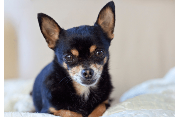 玄関を開けると“ふかふかの道”！？愛犬の謎なお出迎えに「思わず笑った」