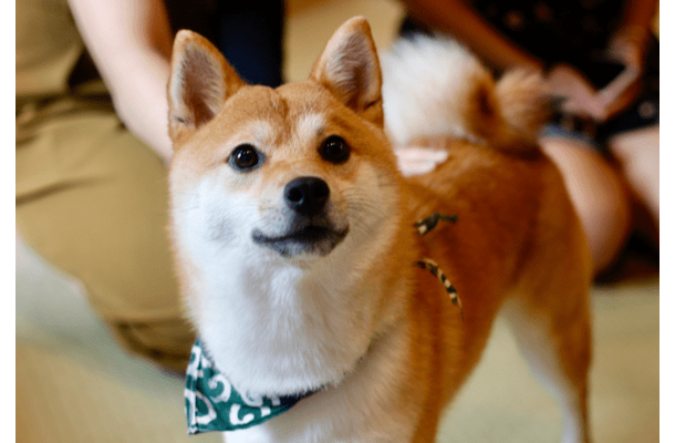 帰宅した飼い主「嫌な予感がする…」現行犯の柴犬が浮かべた“まさかの表情”に爆笑