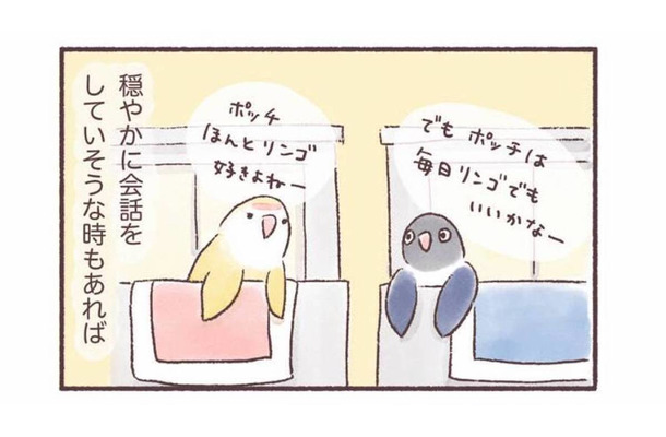 隣同士のケージで暮らす2羽のインコ。一体どんな会話をしているの？【うちのインコたちは今日もおしゃべり #２】