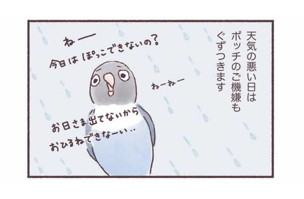 天気の悪い日はインコもご機嫌ななめ…。いつもと違う姿とは？【うちのインコたちは今日もおしゃべり #３】