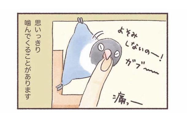 インコもやきもちをやく!? 大好きな飼い主に見せる”嫉妬サイン”【うちのインコたちは今日もおしゃべり #４】