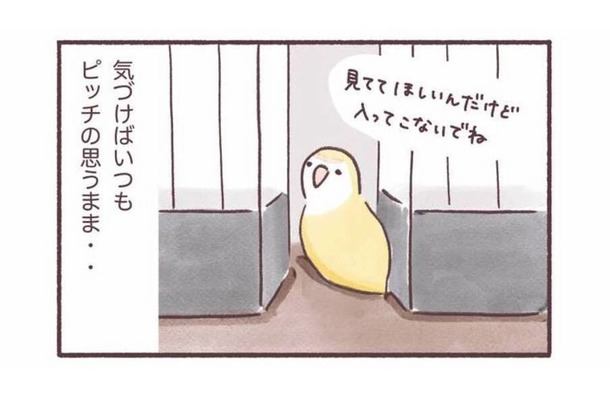 「入ってこないで！」でも「見てて！」狭いところが好きなインコのかわいい本音【うちのインコたちは今日もおしゃべり #５】