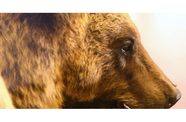 なんと熊が審判にボールを渡す！ロシアW杯で仰天企画が計画中！？