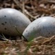 生命の奇跡…サッカーの試合中、鳥がピッチに卵を生む