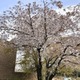 京の桜満開、昨年が過去最速
