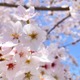 桜の下でシートを広げ飲食。すると「こんなに…！」外国人が驚いた花見の様子に『心を通わせる大切な時間』