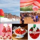 横浜赤レンガ倉庫で「Yokohama Strawberry Festival 2025」スイーツやアフヌン等“いちご尽くし”の24日間