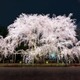 六義園で春の風物詩・夜間ライトアップ、3月22日から しだれ桜や和菓子堪能し風情ある時間を