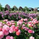 万博記念公園「春のローズフェスタ」5/10-6/8