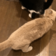 食事中の兄猫のお尻を嗅ぐ妹猫　しかし、よく見ると「ご飯の匂いかな」「繋がるかも」