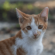 やせ細った子猫を保護した家族　1年後の様子に→「美しい猫」「人見知りだったのに」