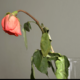 瀕死状態だった薔薇の苗　2年後の姿に…「満開の美しい花」「植物は本当に強い」