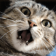 いつも飼い主に擦り寄る猫　しかし帰ってきた瞬間⇒猫「くさっ！」まさかの理由に「え？」「そんなに？」