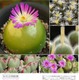 筑波実験植物園、育てる宝石「コノフィツム」特別公開