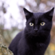痩せ細った野良の黒猫　子猫を連れてきたので保護すると⇒まさかの展開に「すっかりメロメロ」