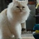 カタールの保護猫たちを大移送『猫たちと7000マイルの旅』監督インタビュー　入場者特典＆Tシャツ販売も決定
