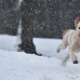 雪に包まれる札幌の練習場、公式Twitterの紹介に配慮があふれる