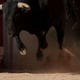 暴走した動物がピッチへ！選手が「病院送りのタックル」喰らう