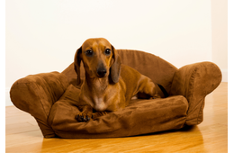 なぜか”怯えた顔”でおすわりする愛犬。次の瞬間、愛犬がおとなしい理由に「正直な犬」「思わず笑った」