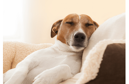 捨て犬を迎え入れた家族　ある日、学校から帰宅すると…まさかの姿に「ありがとう」