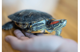 家の中で放飼いしていた亀　その後、予想外な居場所に「プッ」「居心地よさそう」