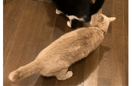 食事中の兄猫のお尻を嗅ぐ妹猫　しかし、よく見ると「ご飯の匂いかな」「繋がるかも」