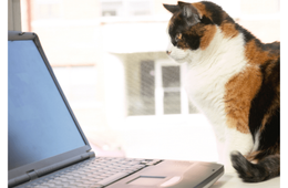 リモート会議中の飼い主　上司が重要な話をした瞬間→愛猫の”まさかな行動”に「主役を奪うとは…」「笑った」