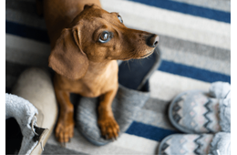 仕事から帰宅後…家用のスリッパが消えた！？愛犬を見つけた瞬間、予想外の状況に「子守りしてる？」