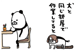 犬と同じ部屋で「作業あるある」。自分のベッドで寝ないで…わざわざ愛犬が向かう場所は？【パンダと犬 ＃９】