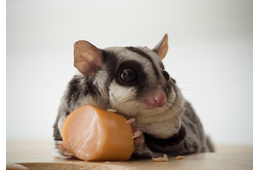 隅で好物を食べるモモンガ　飼い主が後ろから近づいた結果…「人間みたい」「どこに行った」