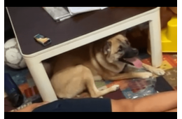 箱の中身が気になる愛犬　中身を取り出した瞬間⇒予想外の行動に「そんなに驚く？」「家族全員で大笑い」