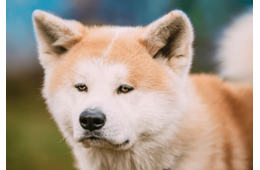 一人にしか懐かない秋田犬…散歩に行くと「忠犬じゃないの？」⇒愛犬の”まさかの行動”に驚いたワケとは！？