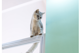 登るのが好きな愛猫　しかし”まさかの場所”に乗ってしまい⇒「ありがたい雰囲気」「思わず笑った」