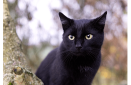 痩せ細った野良の黒猫　子猫を連れてきたので保護すると⇒まさかの展開に「すっかりメロメロ」