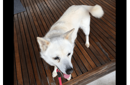 散歩に大喜びな愛犬　しかし、リードを付けた瞬間⇒玄関から”動かない理由”に「どっちなの？」「しっぽだけは元気」
