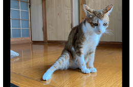 2階のベランダから落ちた愛猫　病院では異常なく家に帰ると…⇒まさかの様子に「すごいな～」「甘えたかったのかな」