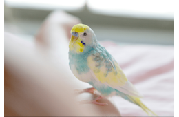 おしゃべりが上手なインコ　飼い主の腕に噛みつくと⇒インコの”まさかの一言”に「家族みんな大笑い」