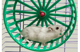 暗闇で回し車を走るハムスター そっと電気をつけてみると⇒見せた“意外な表情”にほっこり