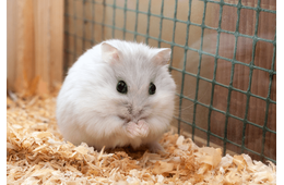 実家で飼うハムスター　巣箱にコーンチップ入れると…→ハムスターの”まさかの行動”に「そんなに！」「家族全員大笑い」