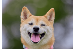 玄関で大はしゃぎする友達の犬　すると、足元にきて⇒まさかの行動に「えー！」「切り替えが激しい」