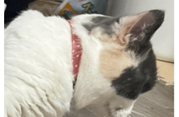 狭い空間が好きなマンチカン　床にズボンを置くと⇒猫の”予想外の姿”に「なにしてるの！」