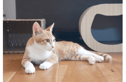 リモートワーク中…愛猫が資料チェック！？⇒敬語で報告した結果「にゃんこ上司」「上司の巡回」