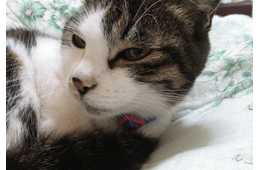 ベランダで…愛猫が網戸に猛ダッシュ　スイスイ登る姿に「忍者！？」しかし次の瞬間⇒まさかの弱点に「あまりに面白い」