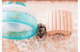 極度の人見知りなハムスター　夜中に響く音に違和感…⇒まさかの行動に「え、そこ？」「どうやって登った？」